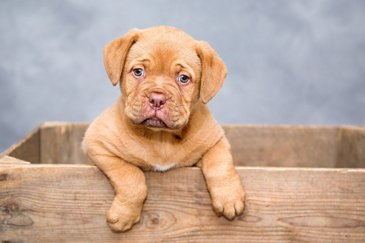 Dog FAQs on Breeds, Care and Everyday Life